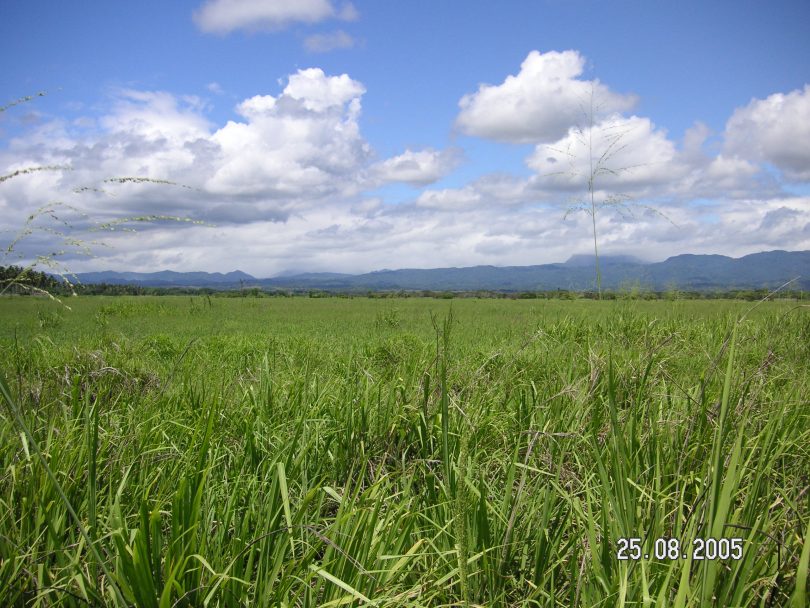 Guadalcanal Plains 2008