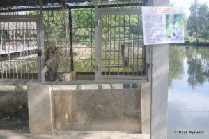 Figure 8 - Macaque monkey cage