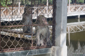 Figure 9 - Macaque monkey enclosure. The building in the background is the tourist canteen funded by the Australian government through the KGBR Project