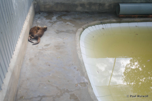 Figure 3 - Otters in captivity in U Minh Thuong National Park.