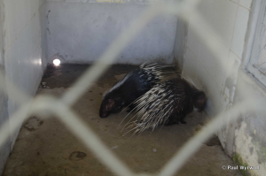 Figure 4 - Malayan porcupines in captivity in U Minh Thuong National Park