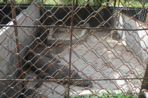 Figure 5 - Siamese crocodile enclosure. This species is critically endangered and only 1000 mature adults are thought to remain in the wild.