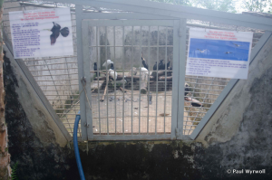 Figure 6 - Caged waterbirds in U Minh Thuong National Park