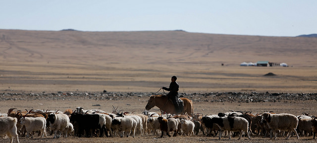 Animal husbandry, Uvurkhangai aimag (image: Flickr/ILO in Asia and the Pacific/N. Munkhbaatar)