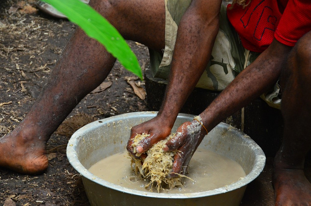 Kava preparation, SW Bay, Malekula (Flickr/Austronesian Expeditions)