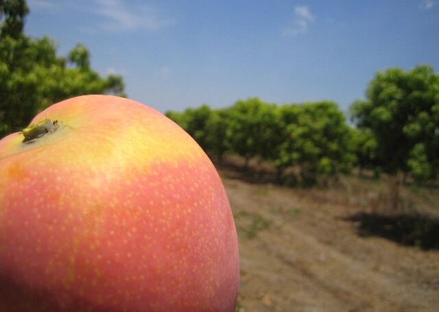 Mango (source: Tou's Garden, photo gallery season 2009-10)