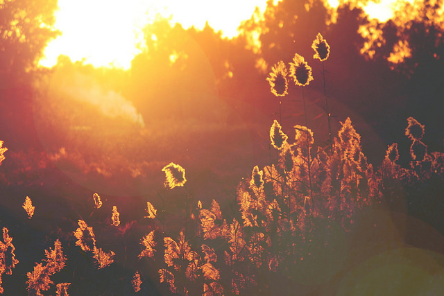 Golden sunset (Flickr/blue Mix CC BY 2.0)