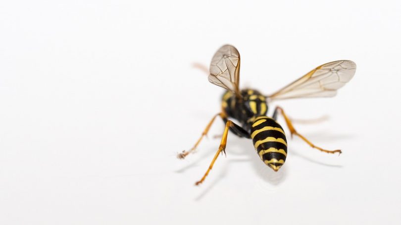 Close Nature Insect Wasp Macro Animals