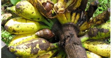 Giant African Snails consuming banana (Dean Stronge)