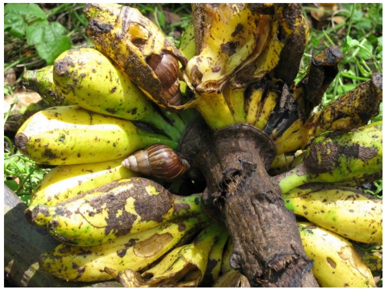 Giant African Snails consuming banana (Dean Stronge)