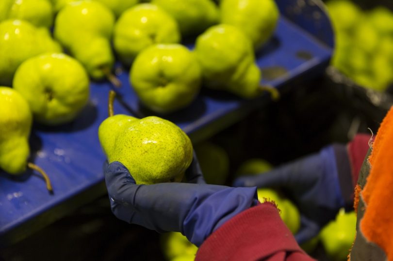 Packing pears (Apple and Pear Australia/Flickr CC BY 2.0)