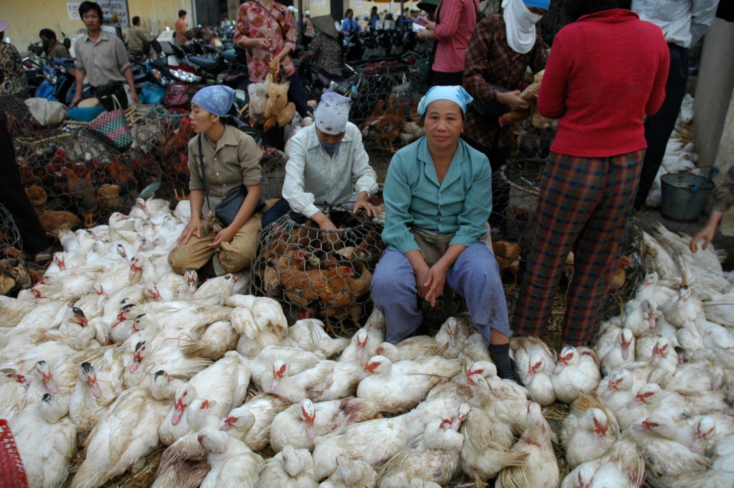 Women selling poultry, Hanoi, Vietnam 2005 (Lorrie Graham/DFAT photolibrary)