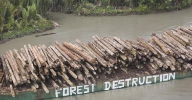 Trees felled by Rimbunan Hijau waiting to be loaded onto a ship (Esperanza A Greenpeace/Flickr/CC BY-NC-ND 2.0)