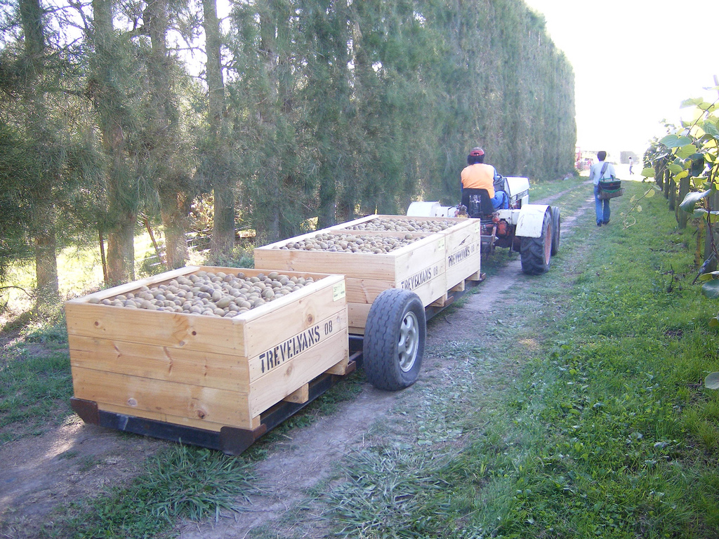 Kiwifruit being transported from a farm (Robert Engberg/Flickr/CC BY 2.0)