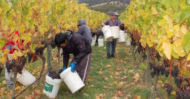 Wine grape harvest at Granton Vineyard, Tasmania (Stefano Lubiana/Flickr/CC BY 2.0)