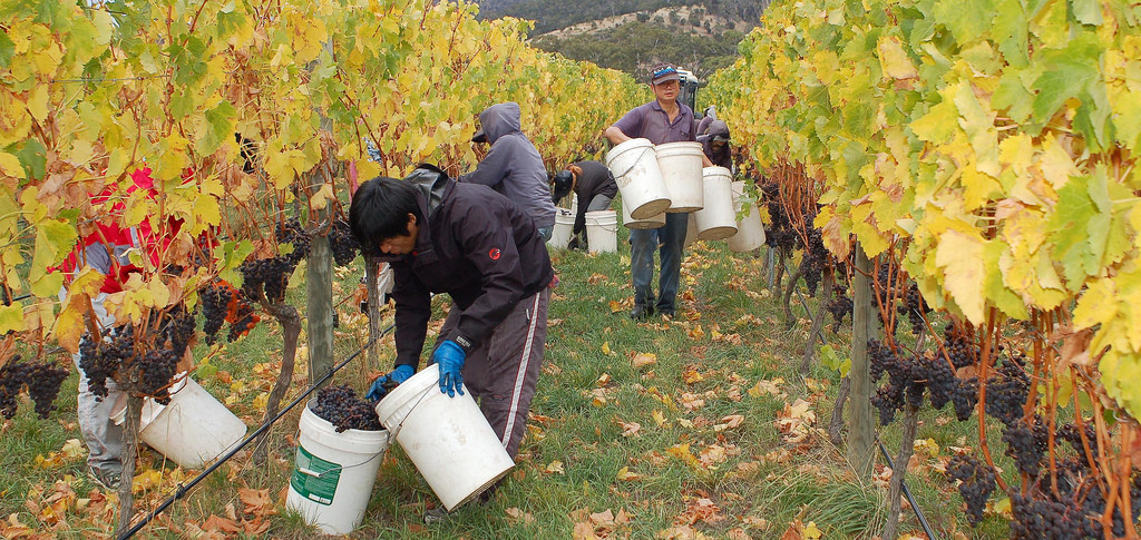 Wine grape harvest at Granton Vineyard, Tasmania (Stefano Lubiana/Flickr/CC BY 2.0)