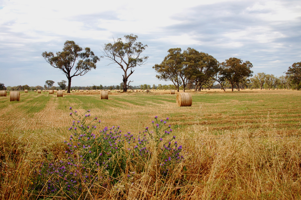 A farm in rural Victoria (Elizabeth Donoghue/Flickr/CC BY-NC-ND 2.0)