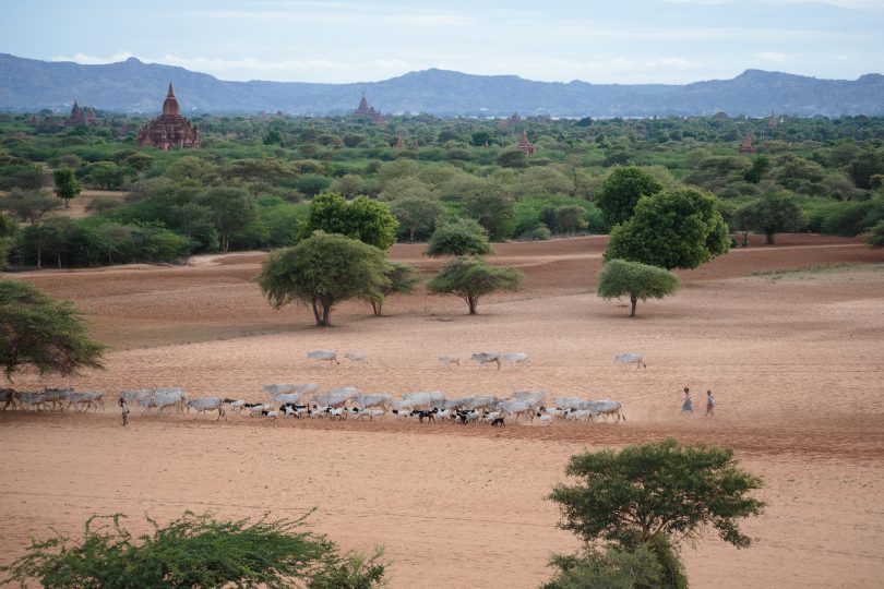 Bringing the herd in at sunset, Bagan, Myanmar (Alex Berger/Flickr/CC BY-NC 2.0)