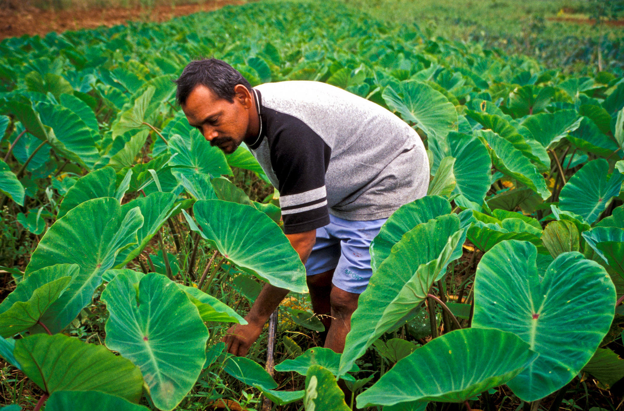 A farmer in Serua Province, Fiji (ADB/Flickr/CC BY-NC-ND 2.0)