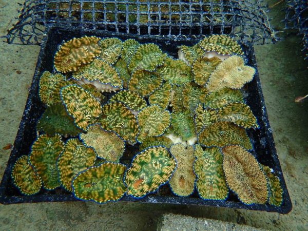One year old giant clams in the hatchery in Samoa (Credit: Anne Moorhead)