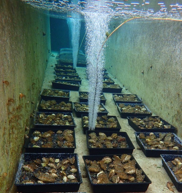 giant clam poaching