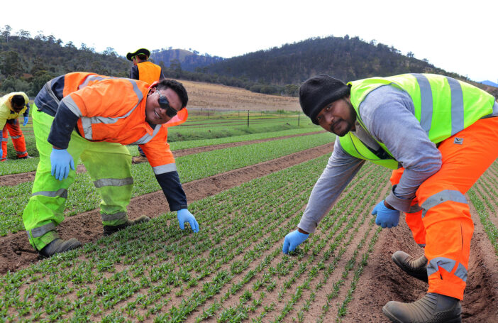 Workers in the Pacific Labour Mobility Program (DFAT/Flickr/CC BY 2.0)