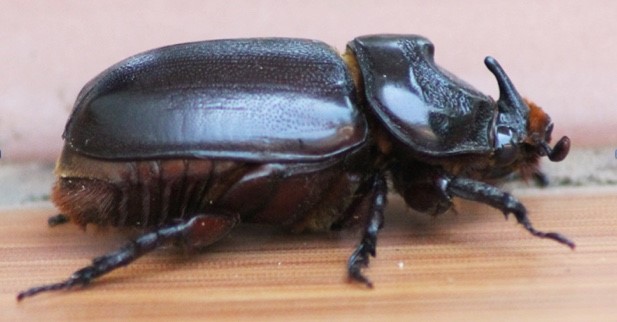 Adult female coconut rhinoceros beetle (Credit: Bob Macfarlane)