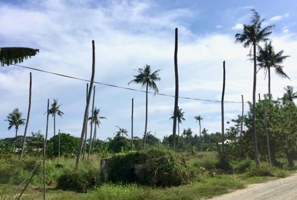 Dead and affected coconut trees near Henderson, Honiara (Credit: Bob Macfarlane)