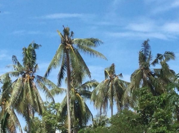 Distinctive coconut tree damage, approximately 6–8 months old, Tenaru, Guadalcanal (Credit: Bob Macfarlane)