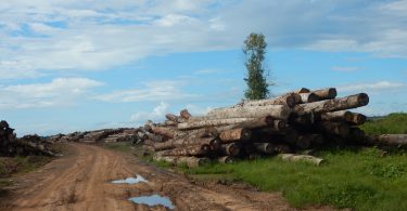 In recent years, Papua New Guinea has become the world’s biggest exporter of tropical logs. Nearly all of them are sold to China (Credit: Global Witness, 2016)