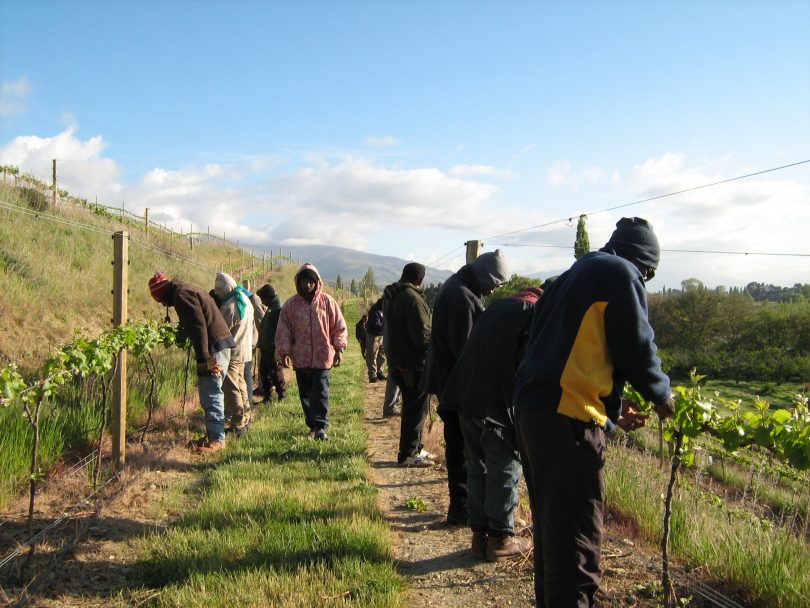 RSE workers in Central Otago (Credit: Rochelle Bailey)