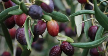 Kyneton Olives (Alpha Fickr CC BY-SA 2.0)