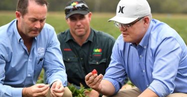PM Scott Morrison made his backpacker reform announcements on a strawberry farm in Queensland (Credit: AAP/Dan Peled)