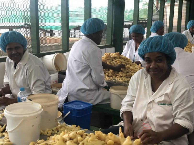 Employees preparing ginger for processing at the Kaiming Agro Processing facility in Fiji (Credit: PTI Australia)