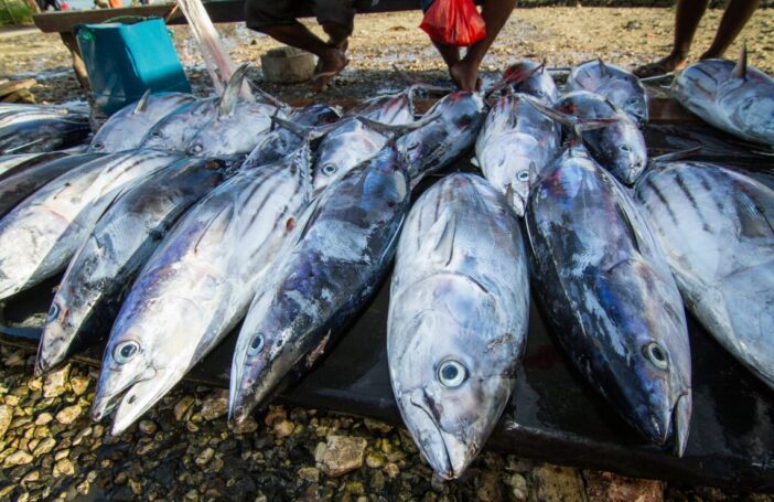 Tuna for sale at Auki market, Malaita Province, Solomon Islands (Filip Milovac/WorldFish/Flickr CC BY-NC-ND 2.0)