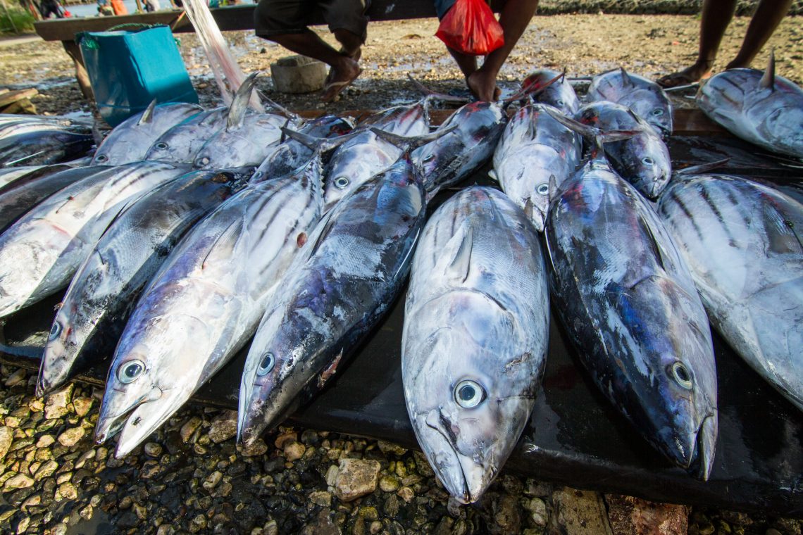 Tuna for sale at Auki market, Malaita Province, Solomon Islands (Filip Milovac/WorldFish/Flickr CC BY-NC-ND 2.0)