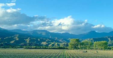 Vineyard in the Wairau Valley, Marlborough, October 2020