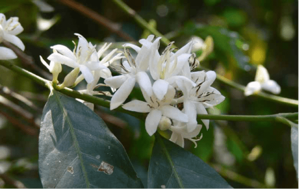 Flowers of arabica coffee, Bonga, southwest Ethiopia (Aaron Davis, Royal Botanic Gardens, Kew)