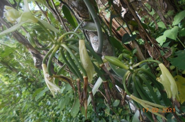 Green Vanilla flowers and beans (Desmond Narongou)