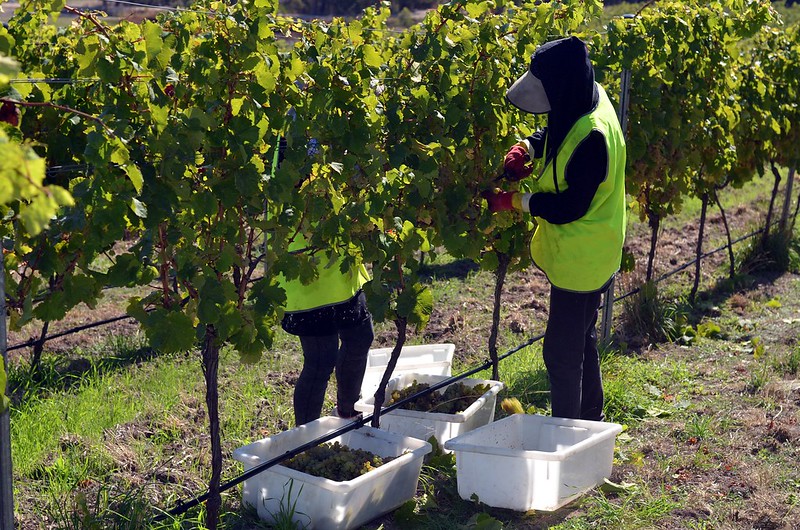 Two people hand harvesting grapes at Granton Vineyard in Tasmania