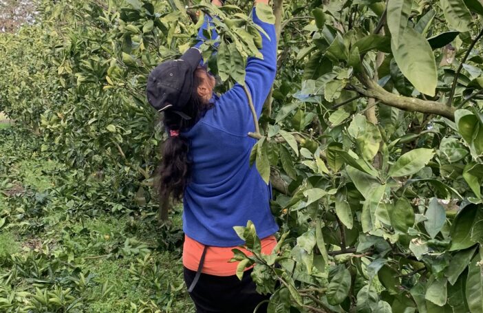 Image of a woman with long dark hair, a dark cap and blue jumper using large shears to prune a mandarin tree.