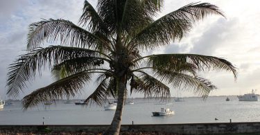 Photograph of a palm tree behind which is a low brick wall and a harbour full of small sailing vessels, taken in Majuro in the Marshall Islands.