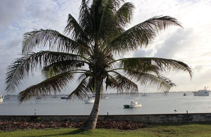 Photograph of a palm tree behind which is a low brick wall and a harbour full of small sailing vessels, taken in Majuro in the Marshall Islands.