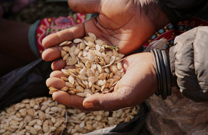 Close up photograph of cupped hands holding dried pumpkin seeds.