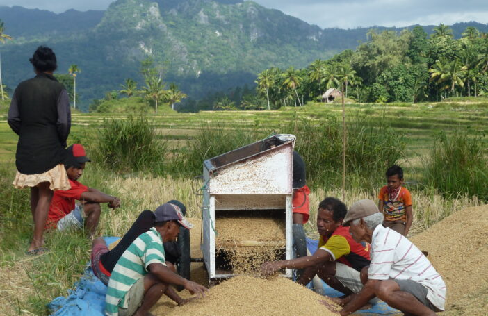 Threshing rice in Bercoli, Timor-Leste (Lisa Palmer)