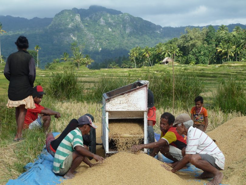 Threshing rice in Bercoli, Timor-Leste (Lisa Palmer)