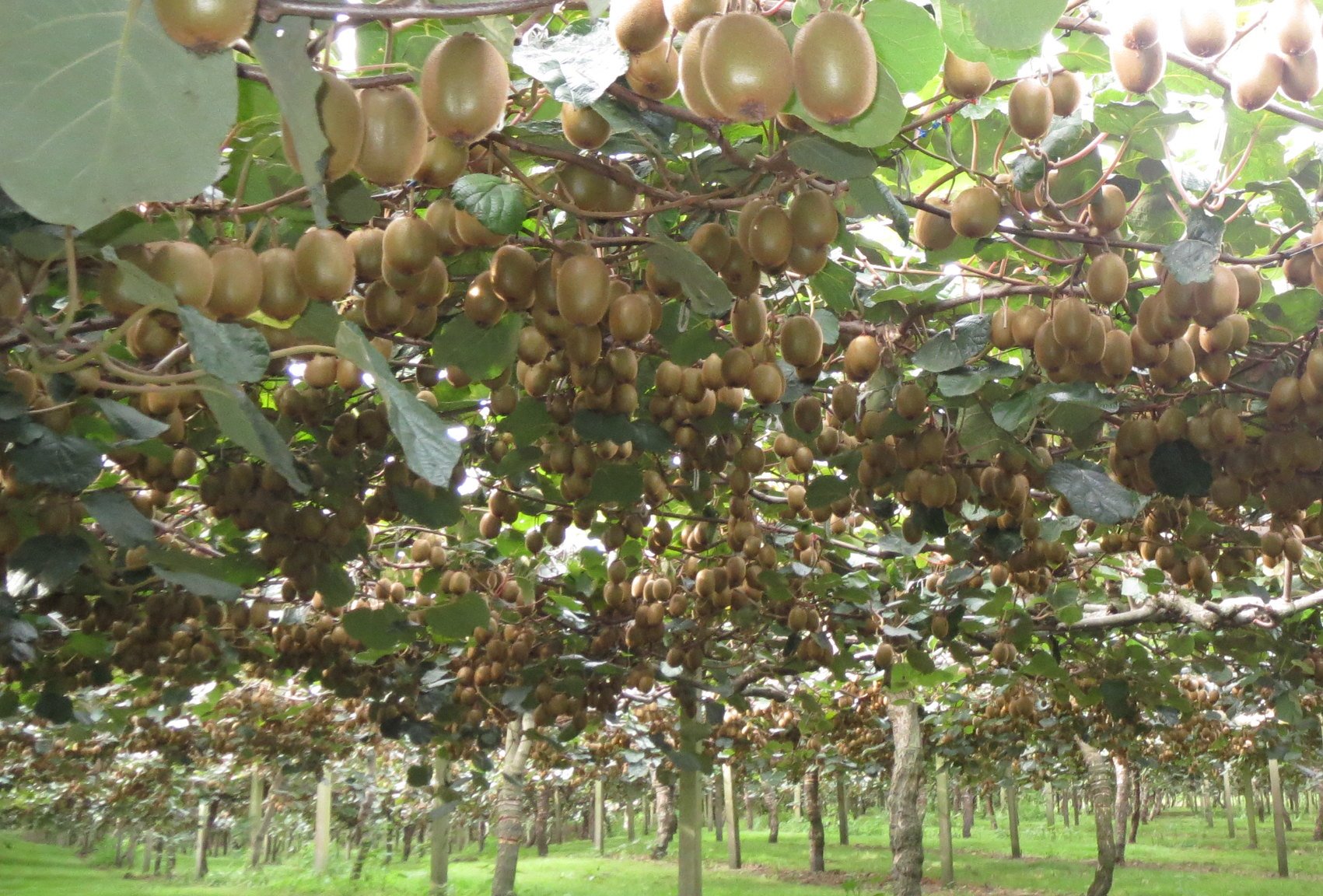 Kiwifruit orchard, New Zealand (Sheila Thomson-Flickr)
