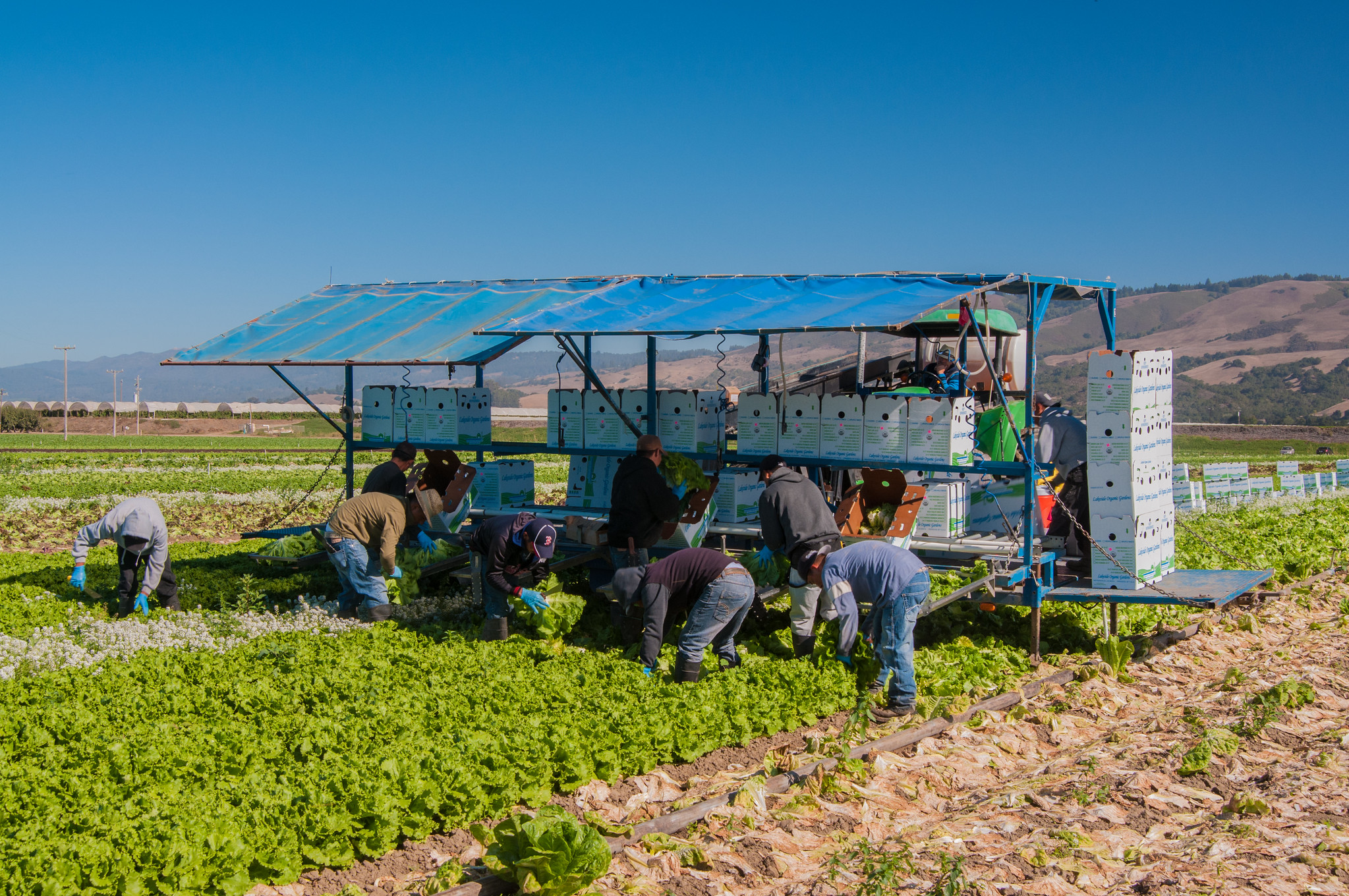 Seasonal labour mobility programs in four countries: what can we learn?