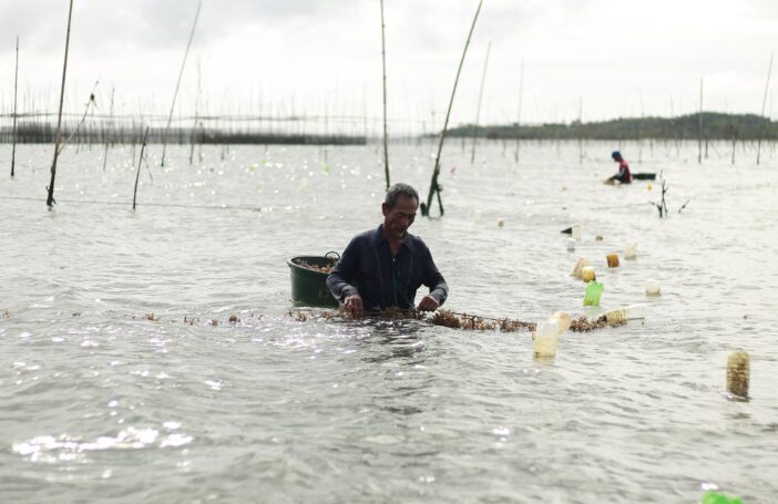 Man harvesting seaweed in Estancia, Iloilo Province, Philippines, 2015