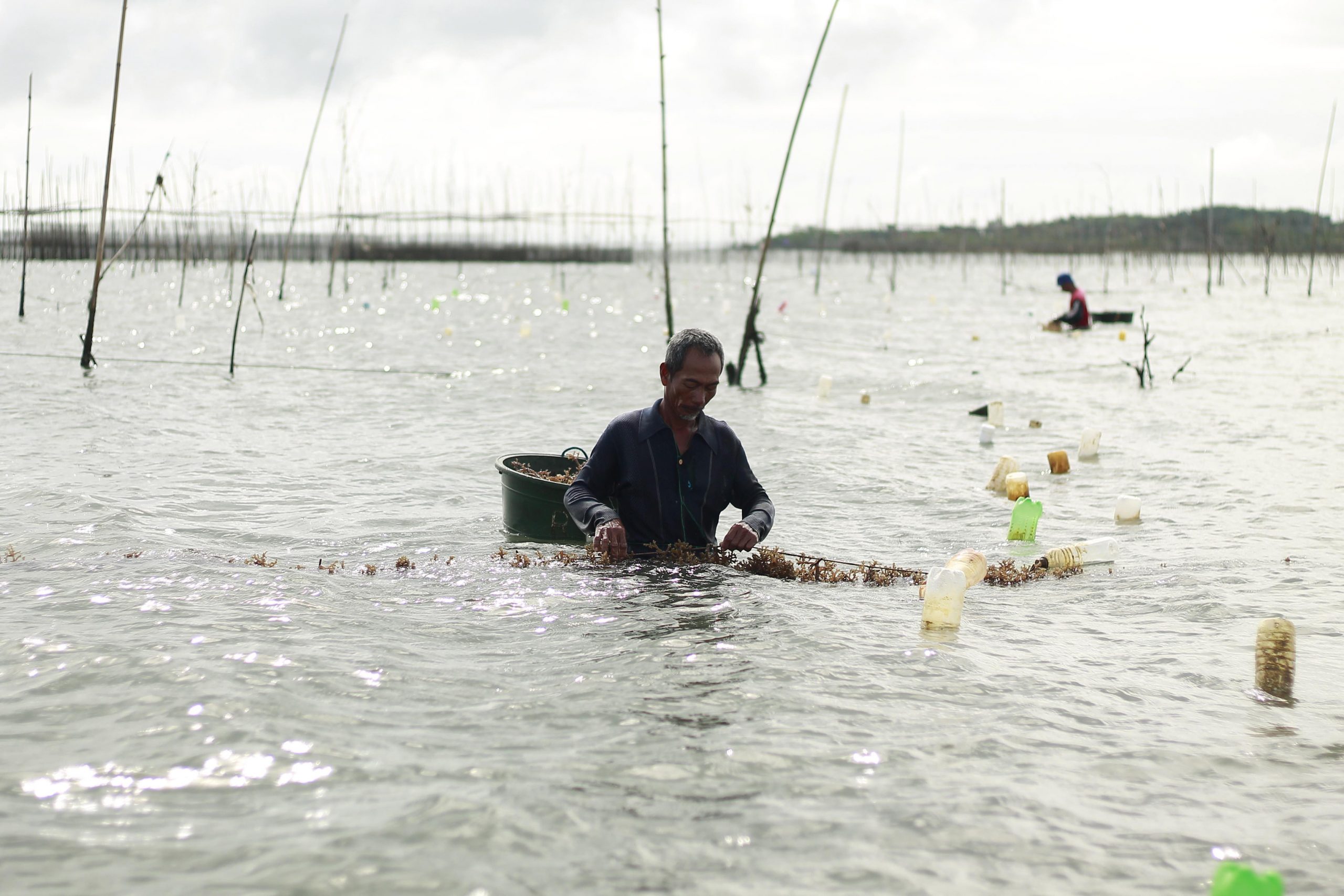 Man harvesting seaweed in Estancia, Iloilo Province, Philippines, 2015